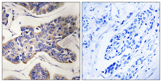 Anti-TAOK1 Antibody