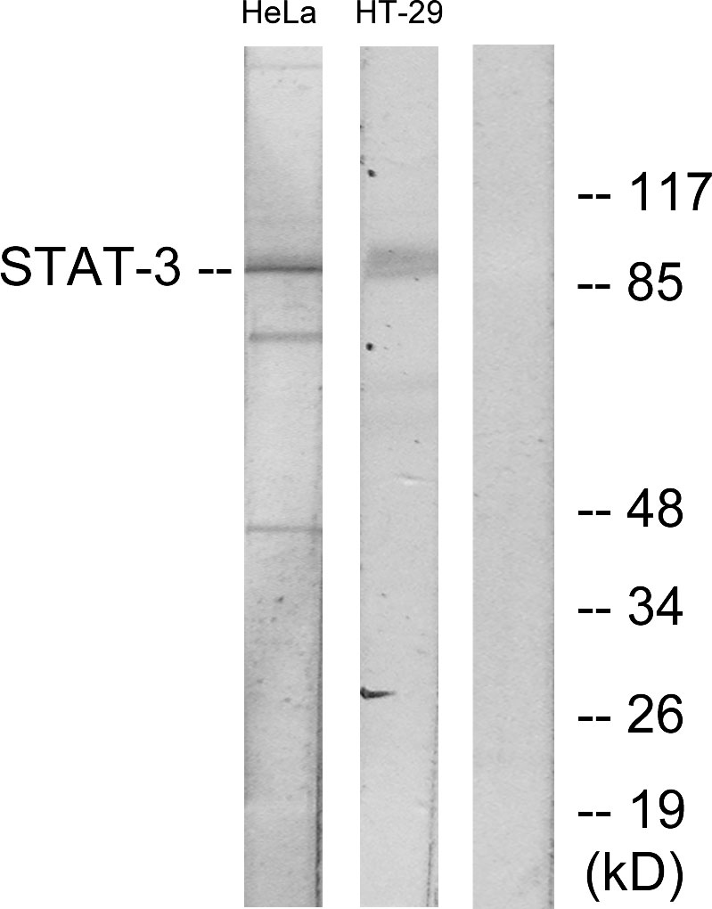 Anti-STAT3 Antibody