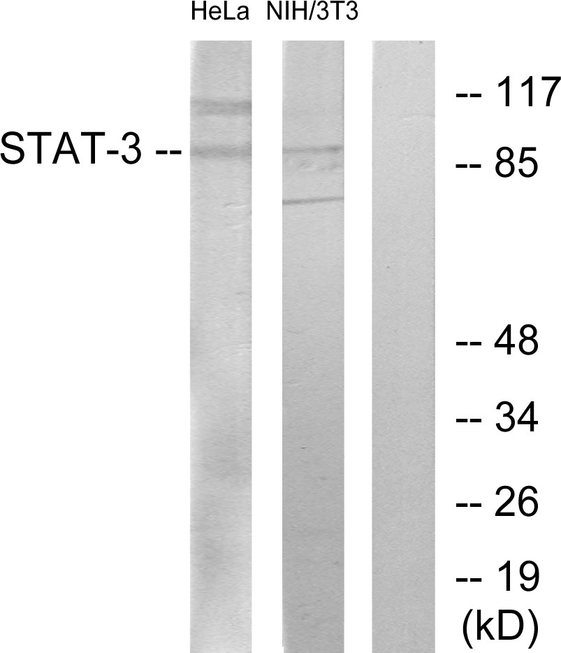 Anti-STAT3 Antibody - Identical to Abcam (ab31370)