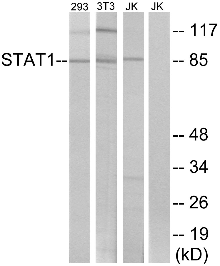 Anti-STAT1 Antibody - Identical to Abcam (ab47425)