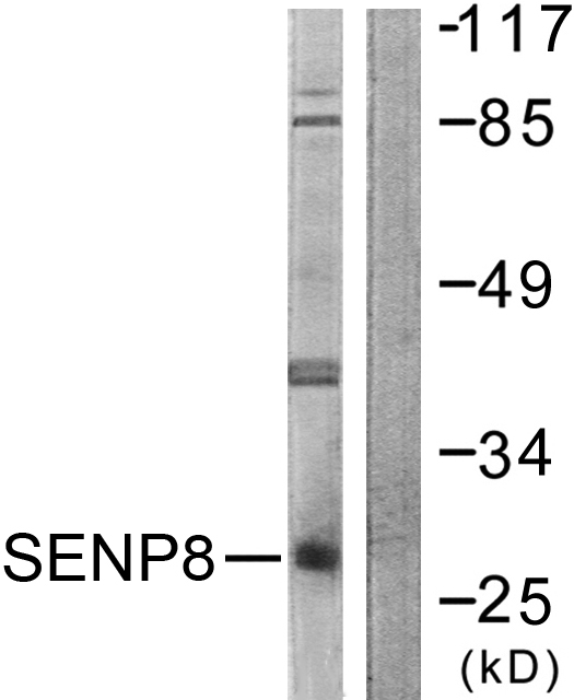 Anti-SENP8 Antibody