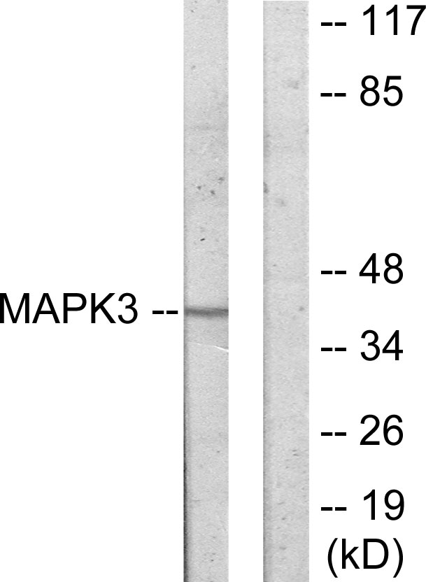 Anti-MAPK3 Antibody