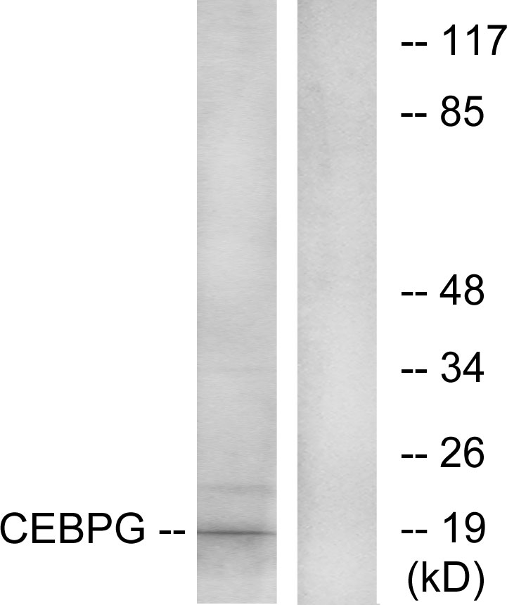 Anti-CEBPG Antibody