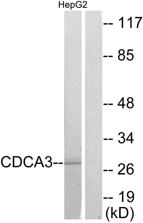 Anti-CDCA3 Antibody - Identical to Abcam (ab167037)