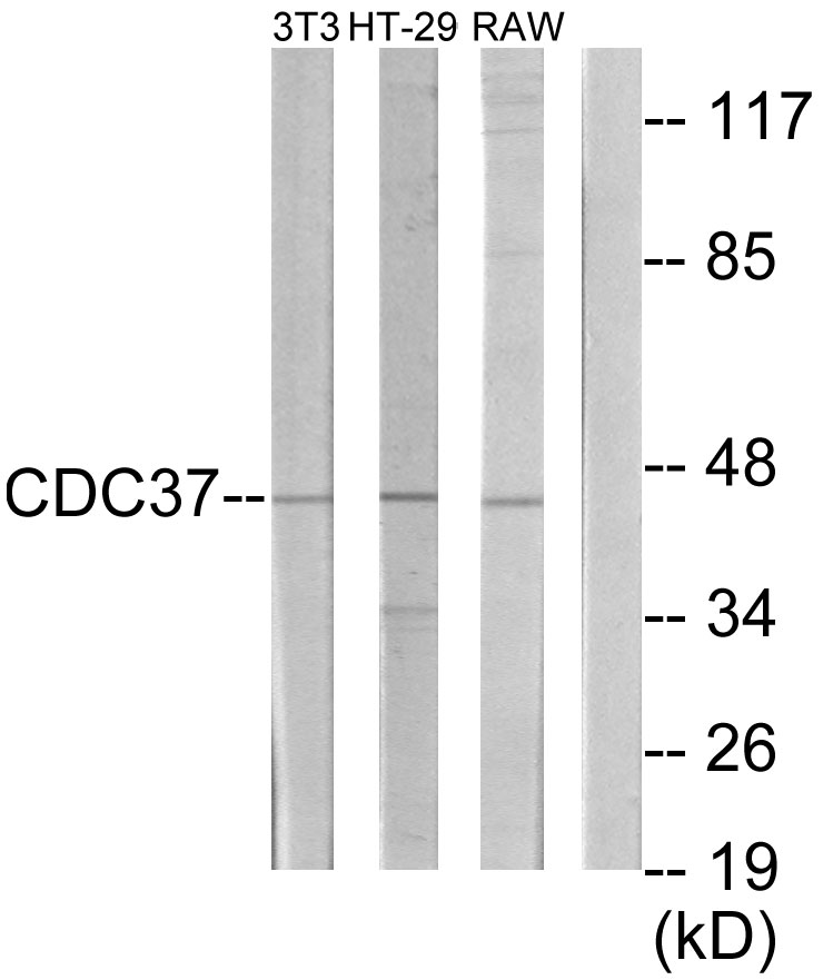 Anti-p50 CDC37 Antibody