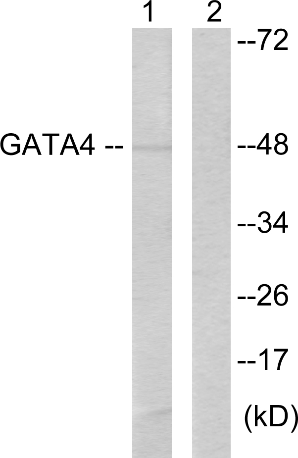 Anti-GATA4 Antibody