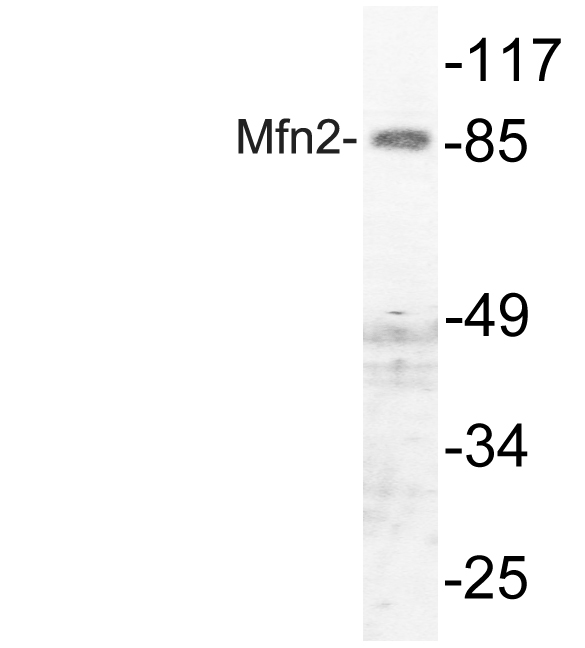 Anti-Mfn2 Antibody