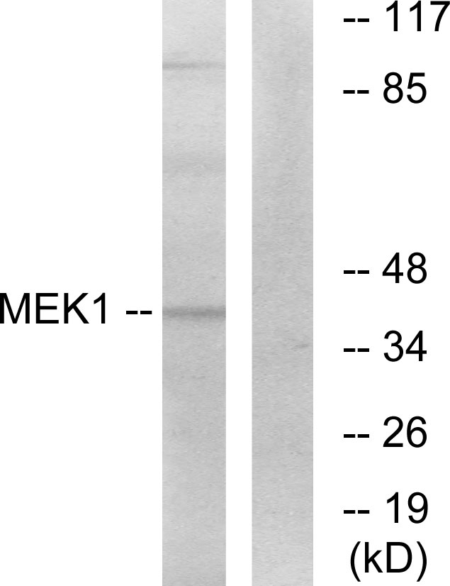 Anti-MEK1 Antibody