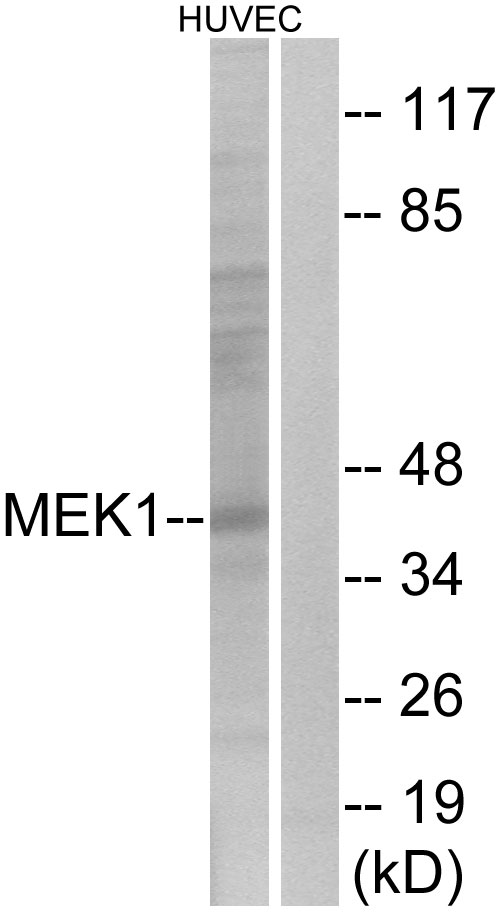 Anti-MEK1 Antibody