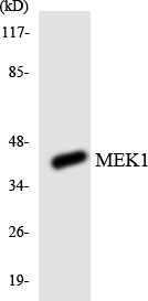 Anti-MEK1 Antibody