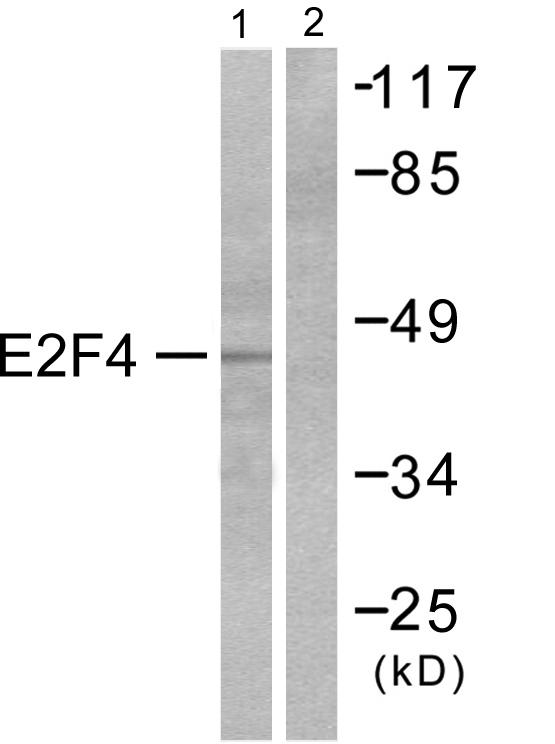 Anti-E2F4 Antibody