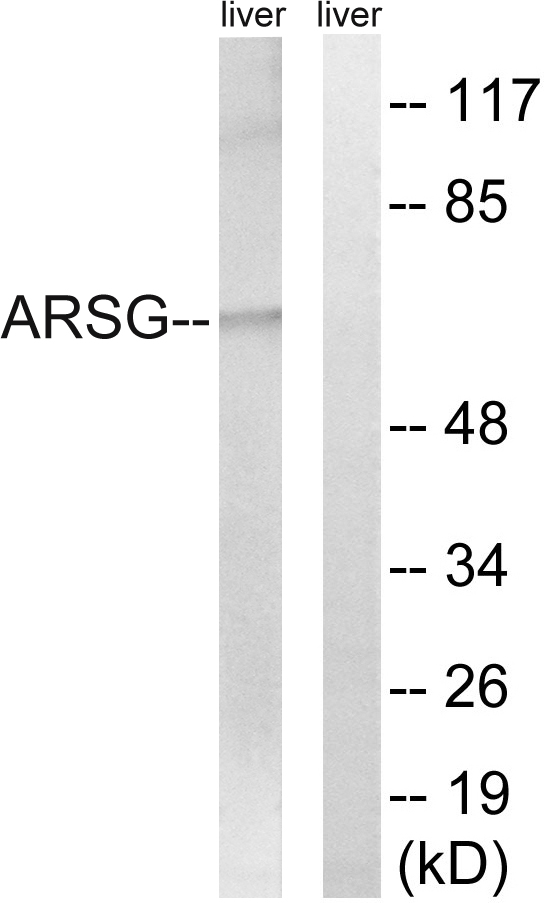 Anti-ARSG Antibody