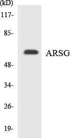 Anti-ARSG Antibody