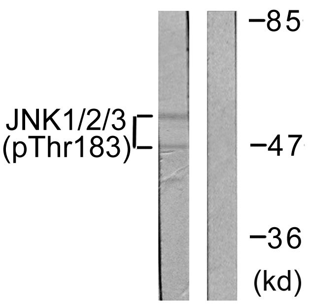 Anti-JNK1 + JNK2 + JNK3 (phospho Thr183+Tyr185) Antibody