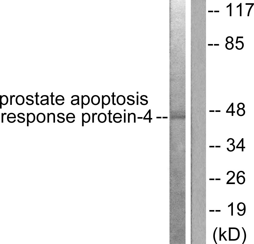 Anti-Prostate Apoptosis Response protein-4 Antibody