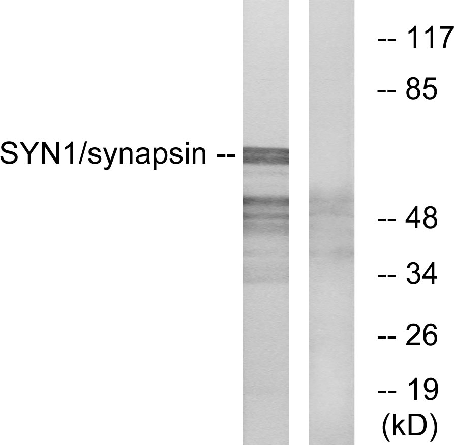 Anti-Synapsin Antibody