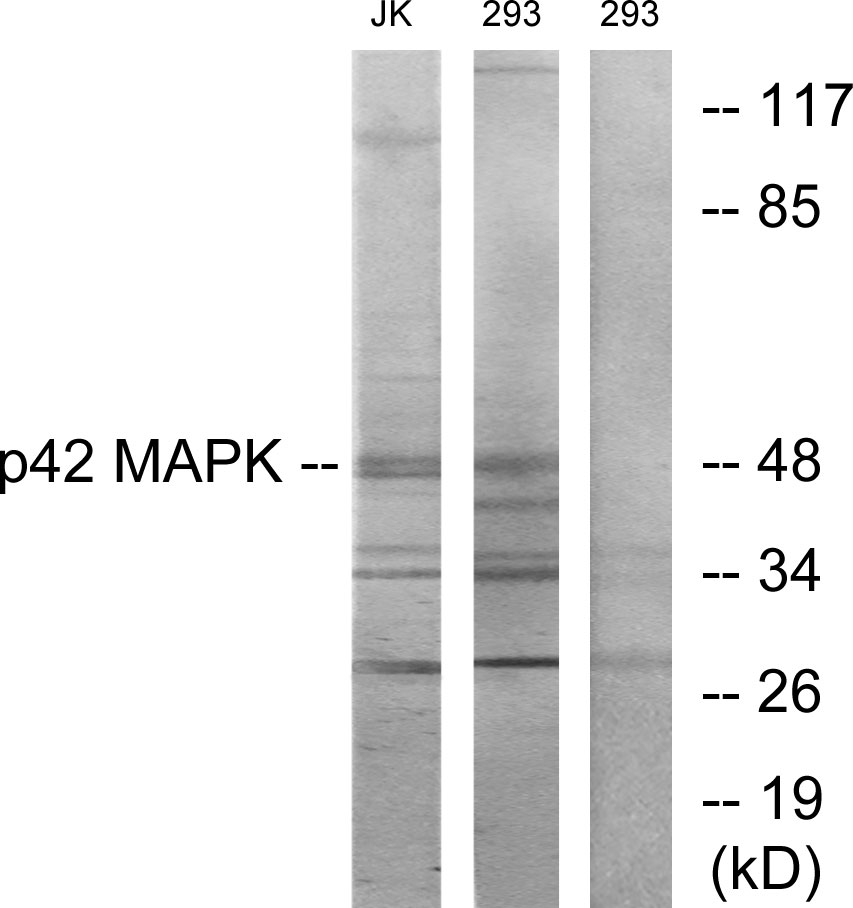 Anti-p42 MAPK Antibody