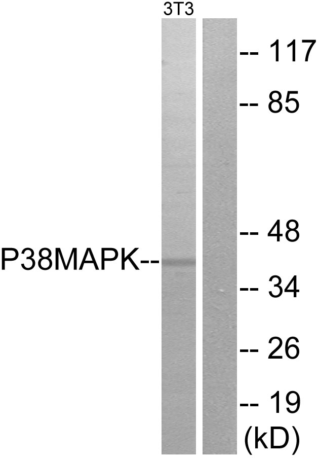 Anti-p38 MAPK Antibody