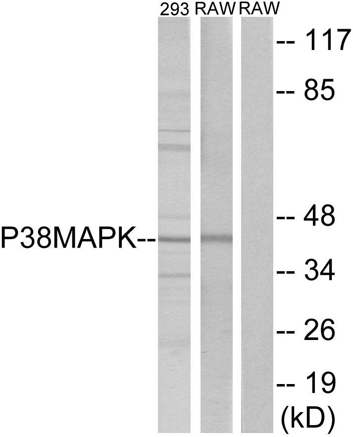 Anti-p38 MAPK Antibody