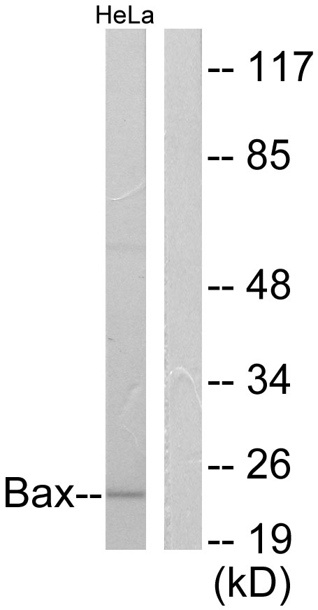 Anti-Bax Antibody