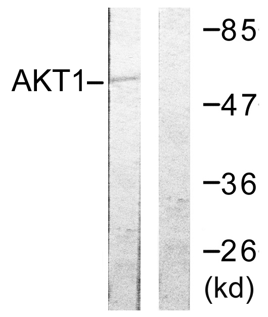 Anti-Akt Antibody