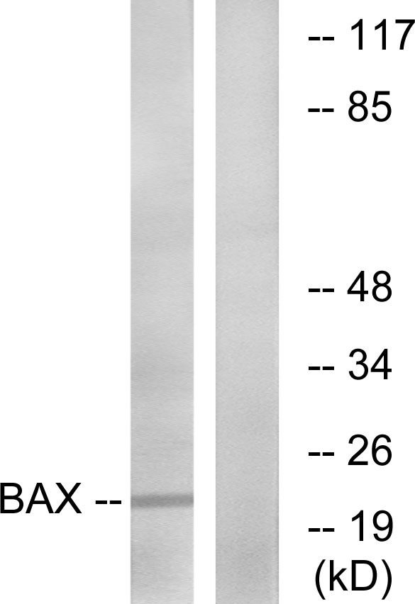 Anti-Bax Antibody