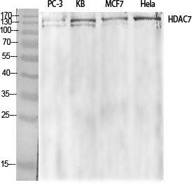 Anti-HDAC7A Antibody