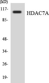 Anti-HDAC7A Antibody