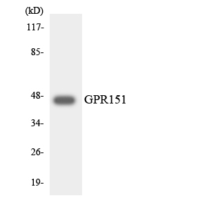 Anti-GPR151 Antibody
