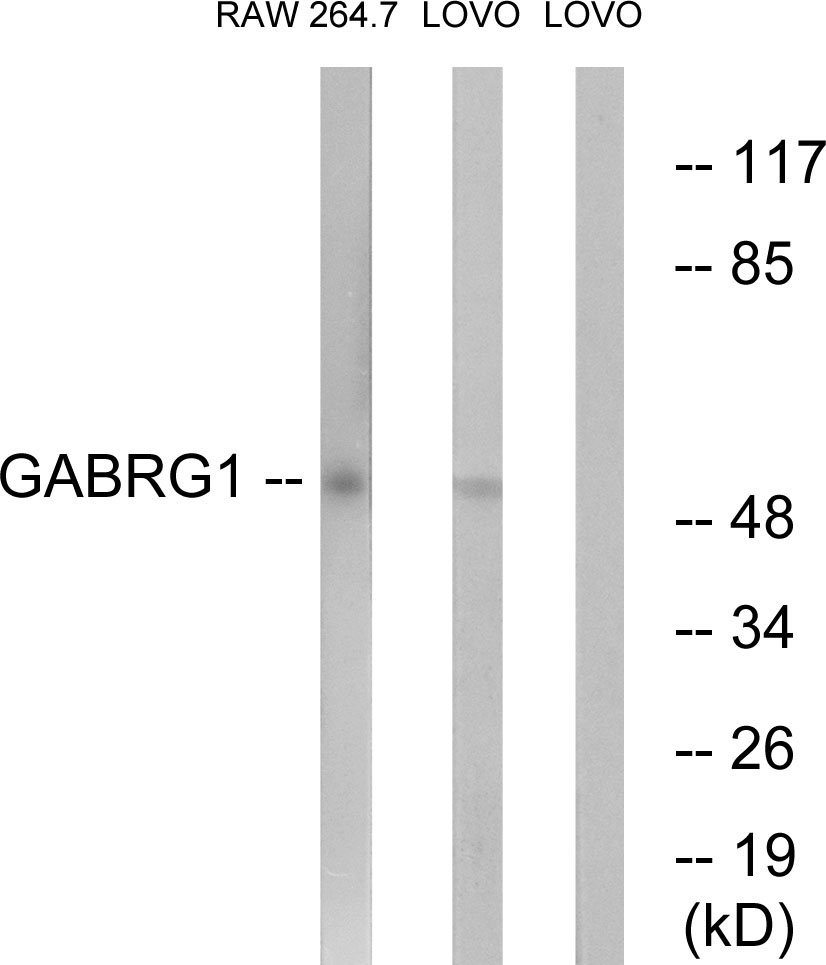 Anti-GABRG1 Antibody