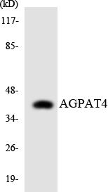 Anti-AGPAT4 Antibody