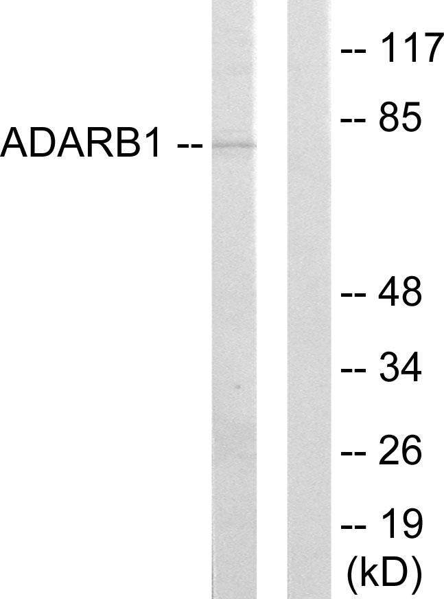 Anti-ADARB1 Antibody - Identical to Abcam (ab64830)