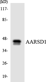 Anti-AARSD1 Antibody