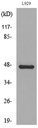 Anti-VEGFC Antibody