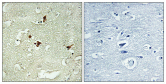 Anti-STAT3 Antibody