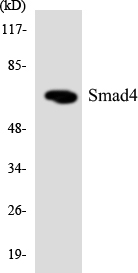 Anti-Smad4 Antibody