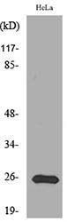 Anti-PRDX1 Antibody