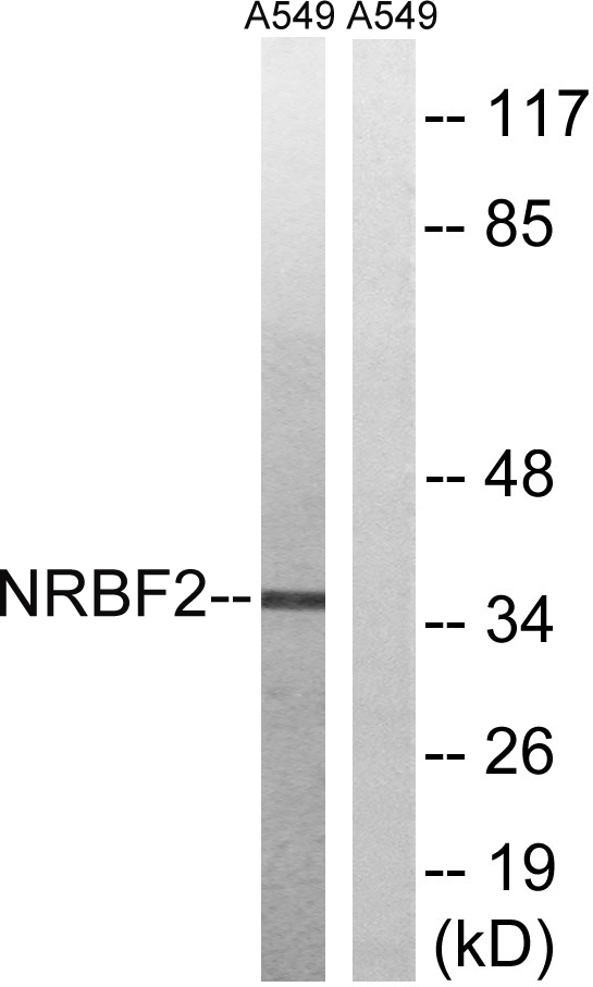 Anti-NRBF2 Antibody