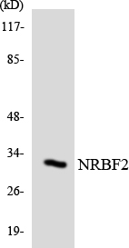 Anti-NRBF2 Antibody