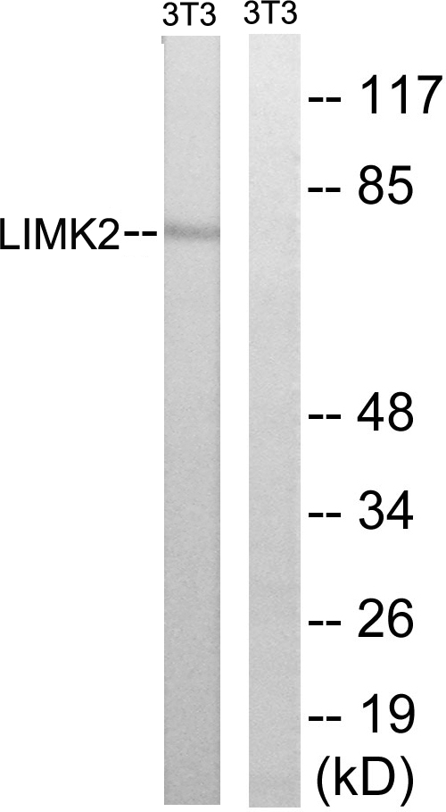 Anti-LIMK2 Antibody