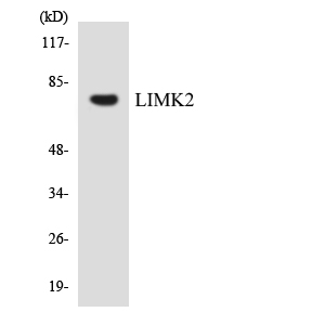 Anti-LIMK2 Antibody