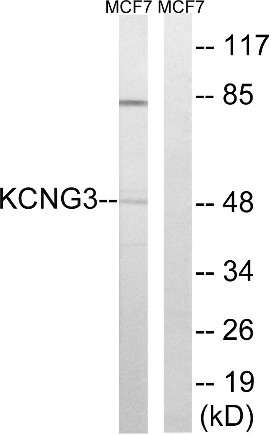 Anti-KCNG3 Antibody