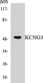 Anti-KCNG3 Antibody