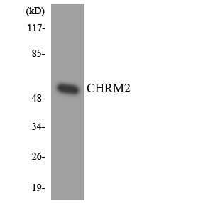 Anti-CHRM2 Antibody