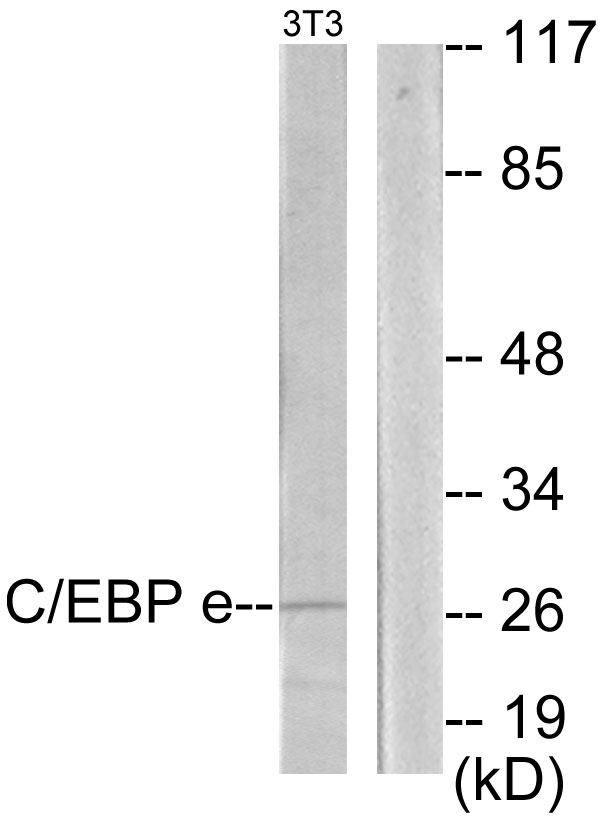 Anti-CEBPE Antibody