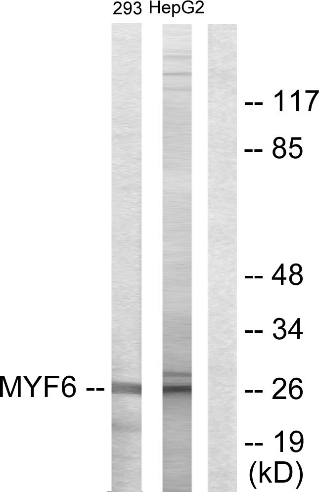 Anti-MYF6 Antibody