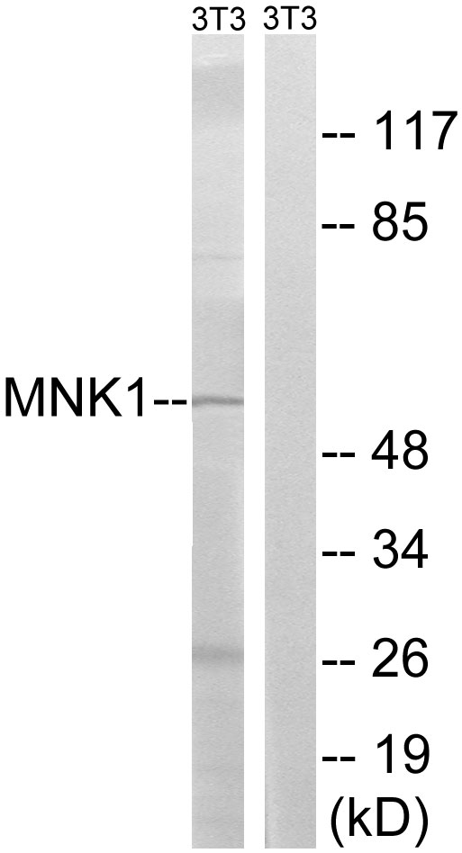 Anti-MNK1 Antibody