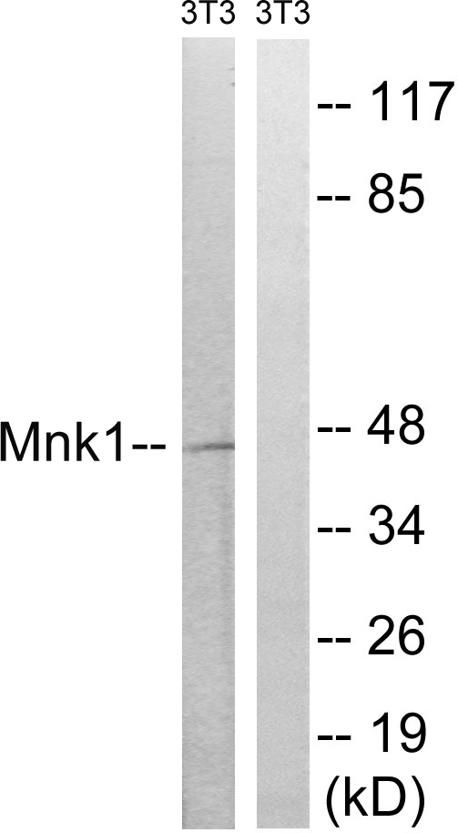 Anti-MNK1 Antibody