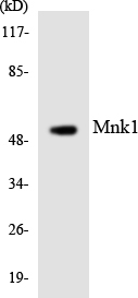Anti-Mnk1 Antibody