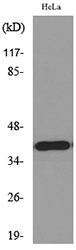 Anti-MCL1 Antibody